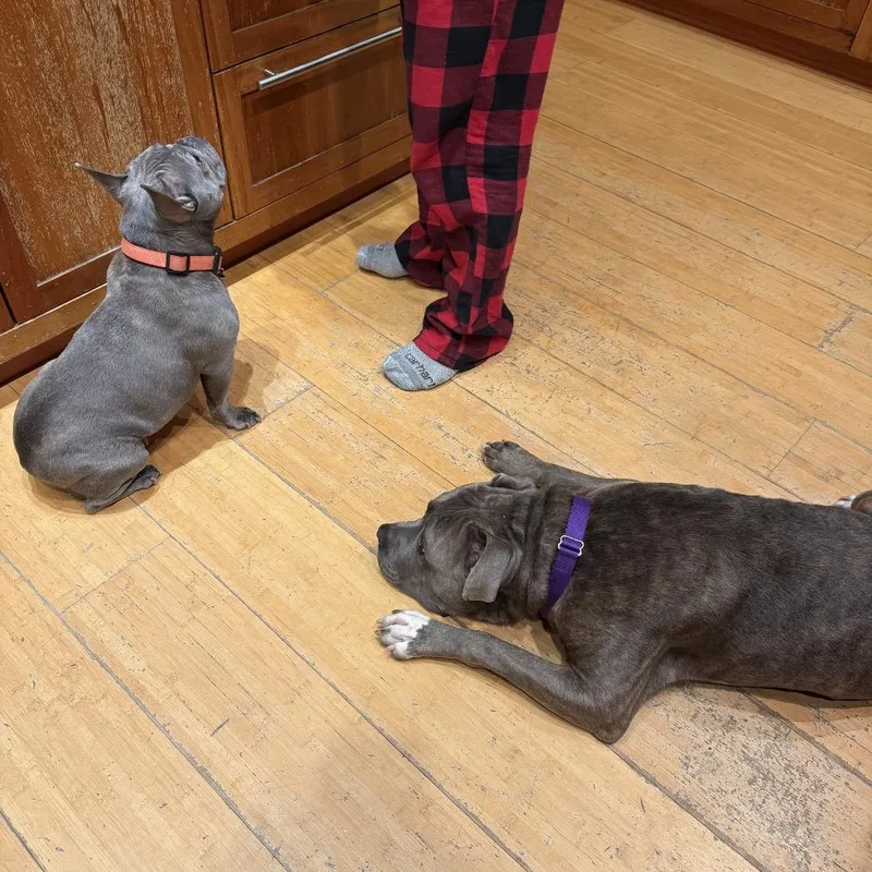 An adult large-sized male Gray / Blue / Silver Mixed Breed dog named Vincent for adoption in Sinking Spring, PA