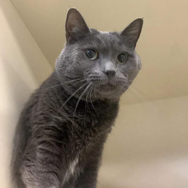 An adult large-sized female Gray / Blue / Silver Domestic Short Hair cat named Peridot for adoption in South Elgin, IL