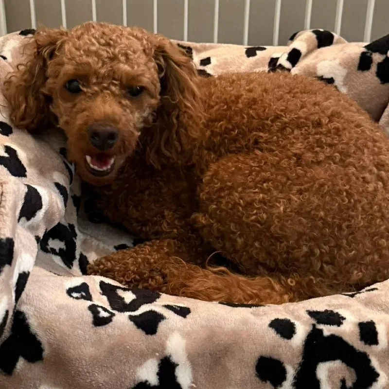 An adult small-sized female Red / Chestnut / Orange Goldendoodle dog named Gracie Mae for adoption in Hilton, NY