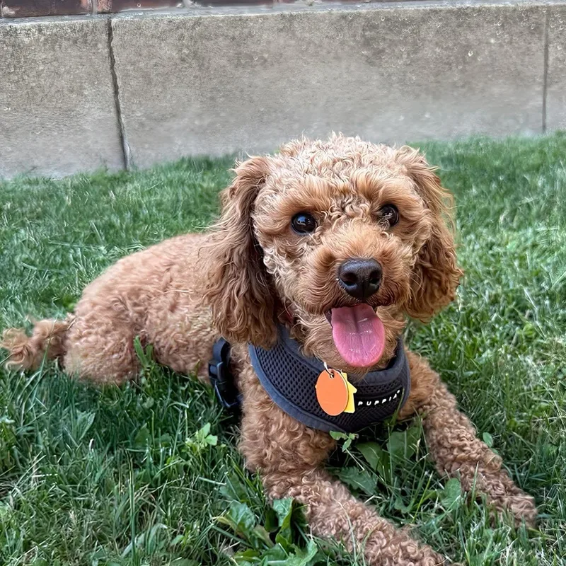 Gracie Mae thumbnail 2