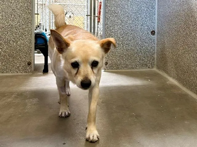 An adult small-sized male Chihuahua dog named Taquito for adoption in Santa Rosa, CA
