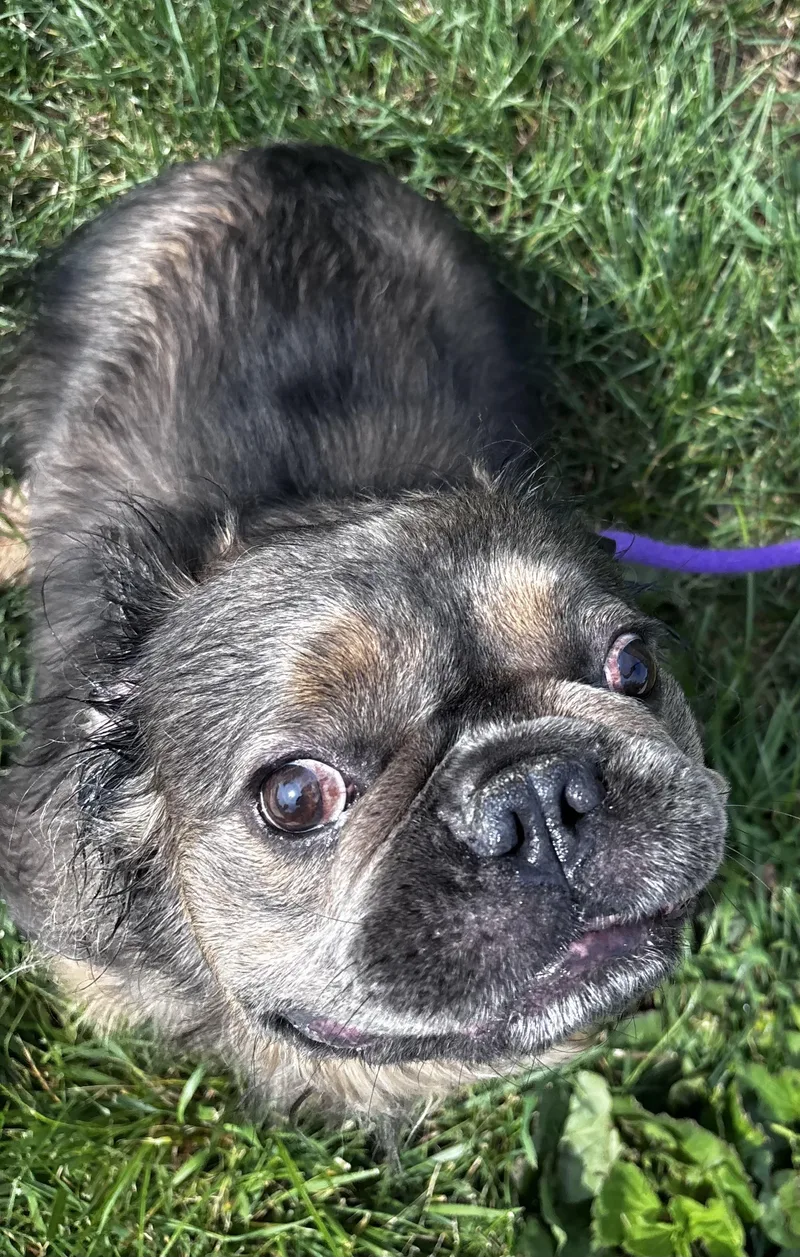An adult medium-sized male Brindle French Bulldog dog named Crypto for adoption in Manassas, VA