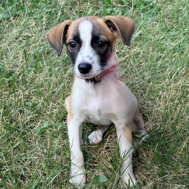 A baby medium-sized male Brown / Chocolate Terrier dog named Taco for adoption in La Grange, KY
