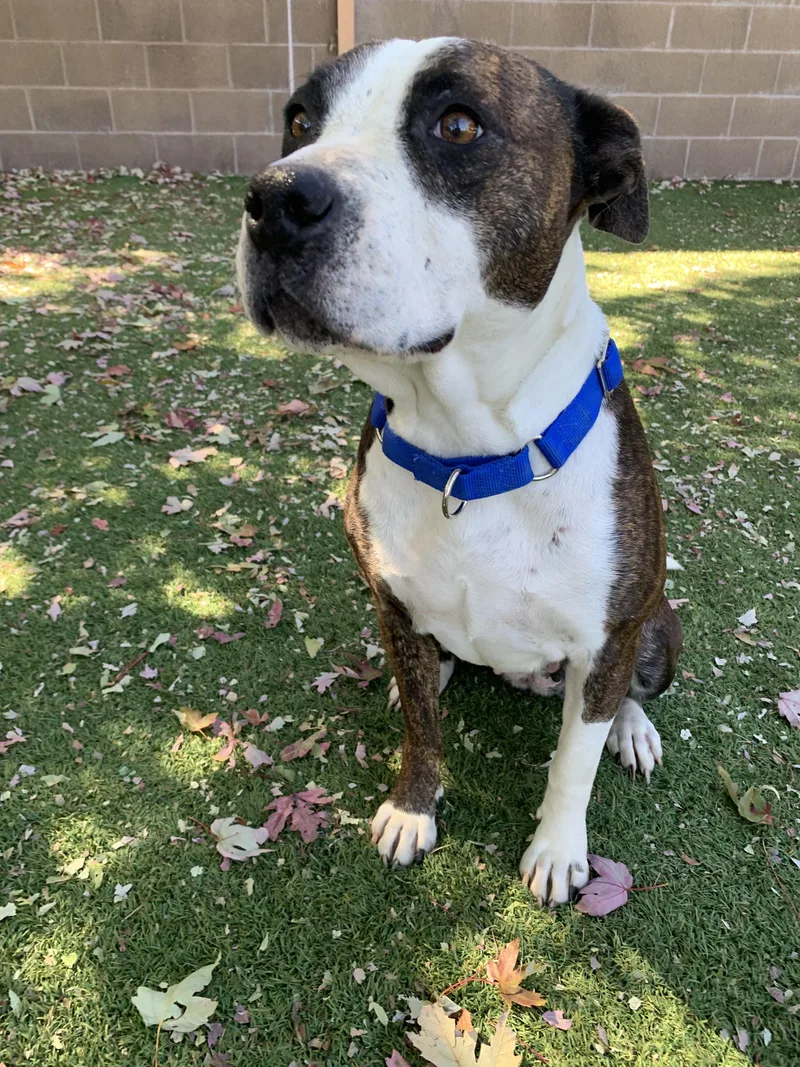 A young medium-sized female Brindle American Staffordshire Terrier dog named Betty Sue for adoption in Grass Valley, CA