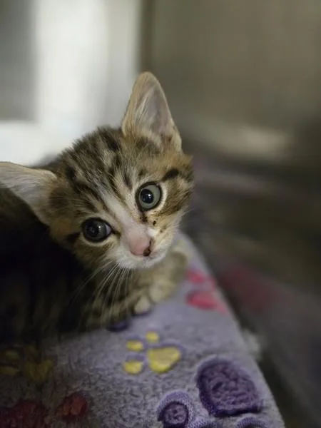 A baby small-sized female Domestic Short Hair cat named Leela for adoption in Kennewick, WA
