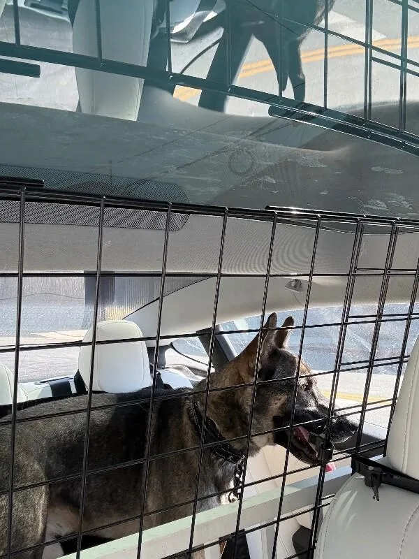An adult large-sized male German Shepherd Dog dog named Kavik for adoption in Seattle, WA