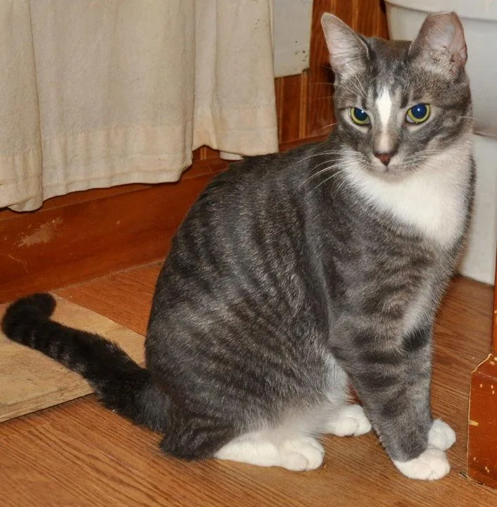 Howie  Nc thumbnail 2