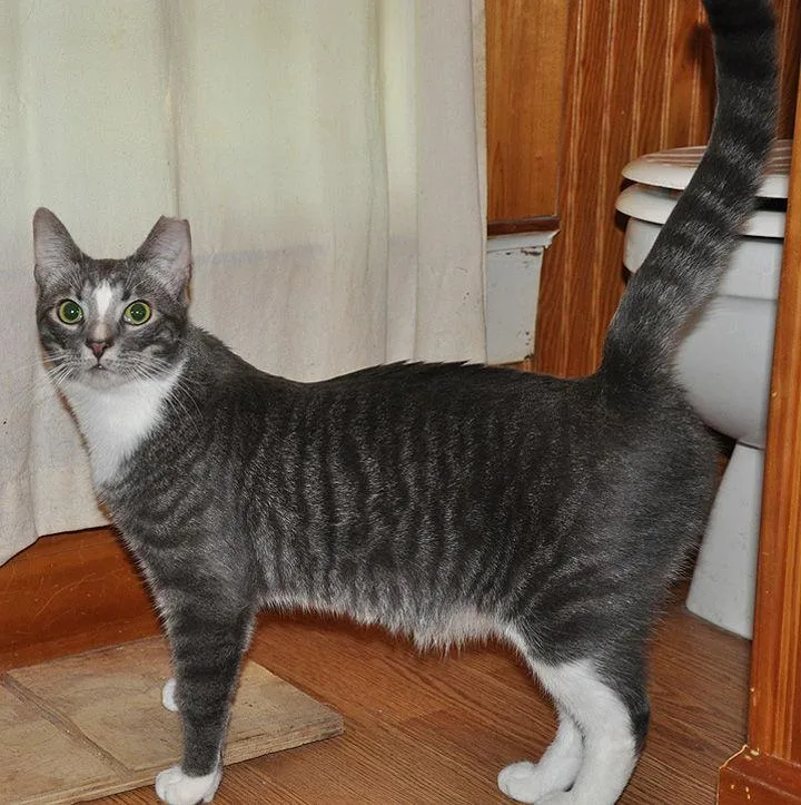 Howie  Nc thumbnail 3