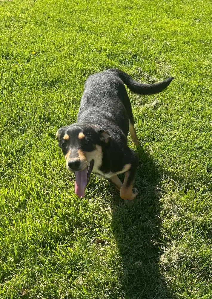 A young large-sized male German Shepherd Dog dog named Sibbies : Kenny for adoption in Aurora, IN