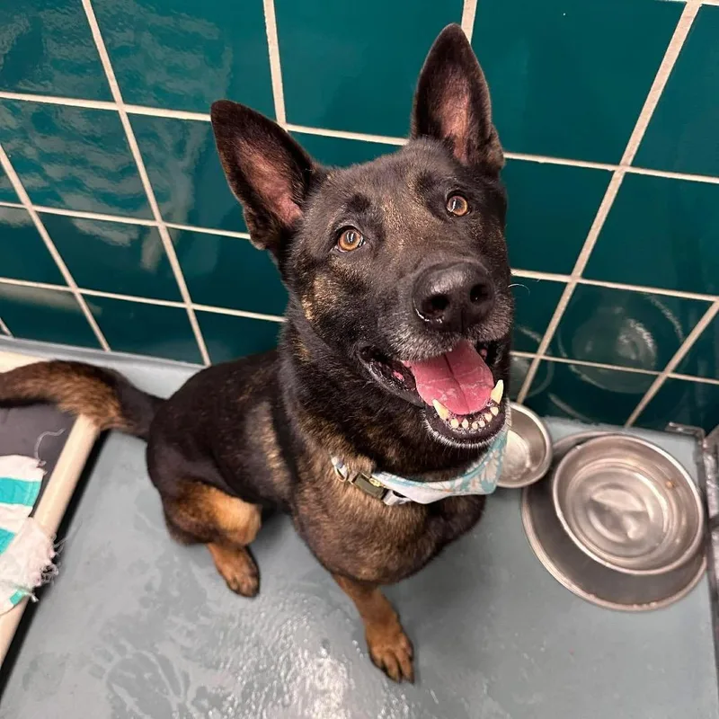 An adult large-sized male Black Belgian Shepherd / Malinois dog named Lycan for adoption in Stephens City, VA