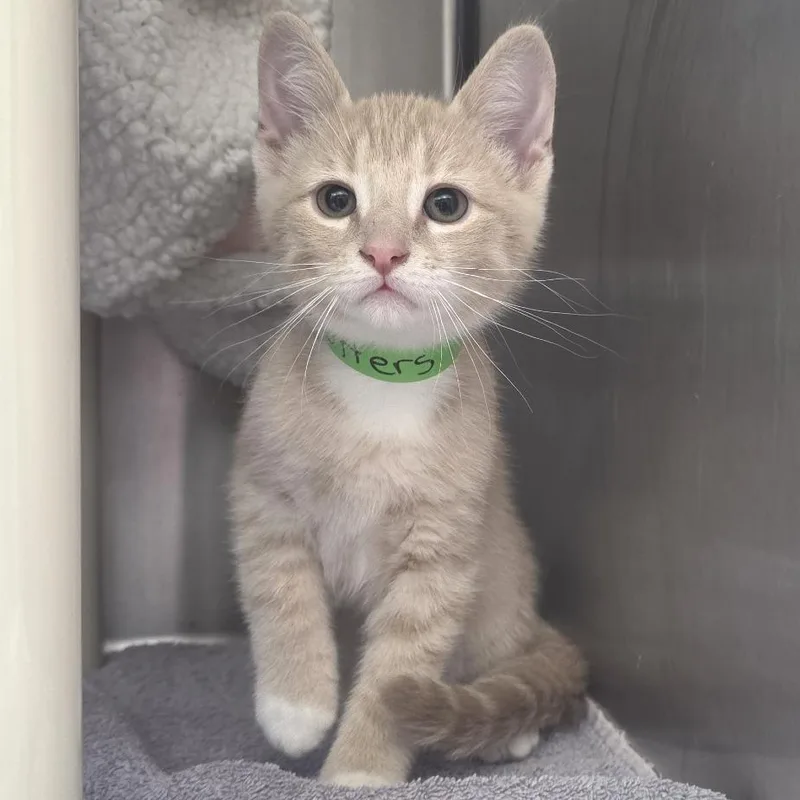 A baby small-sized male Orange / Red Domestic Short Hair cat named Butters for adoption in Fort Wayne, IN