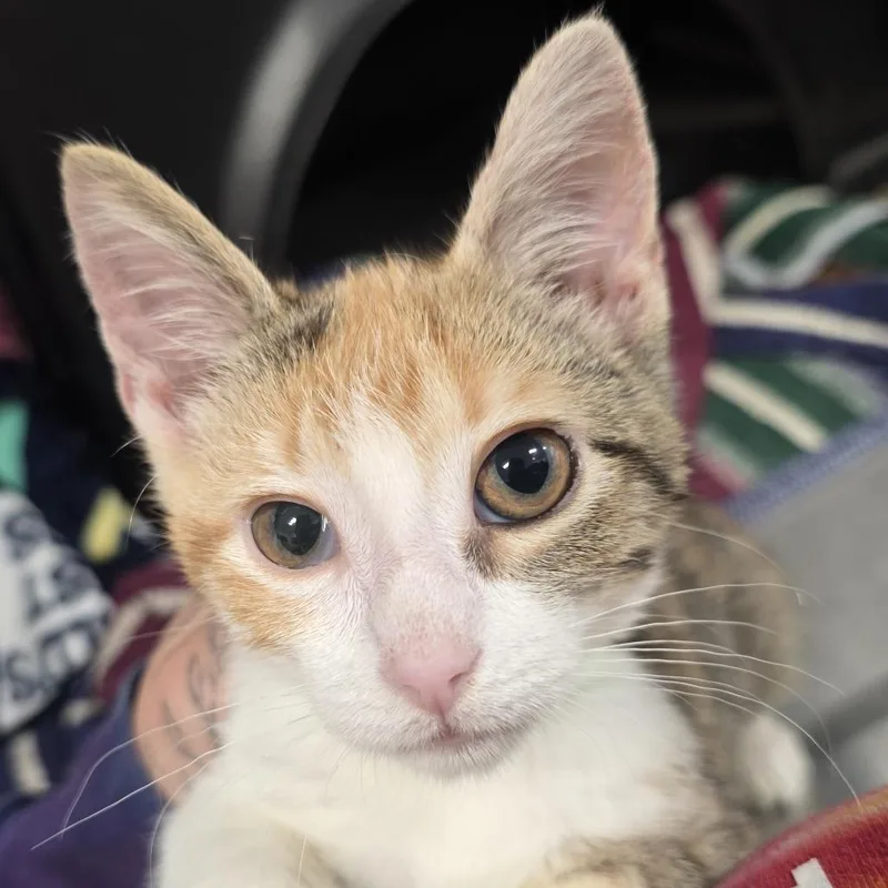 A baby small-sized female Calico Domestic Short Hair cat named Punie for adoption in Fort Wayne, IN
