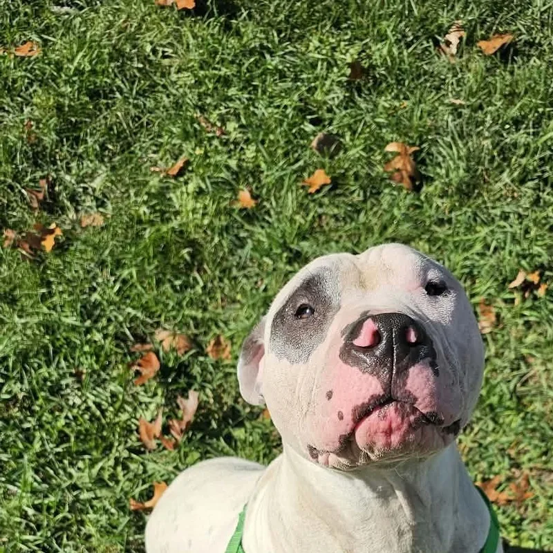 An adult medium-sized male White / Cream American Bully dog named Rebel for adoption in Battle Creek, MI
