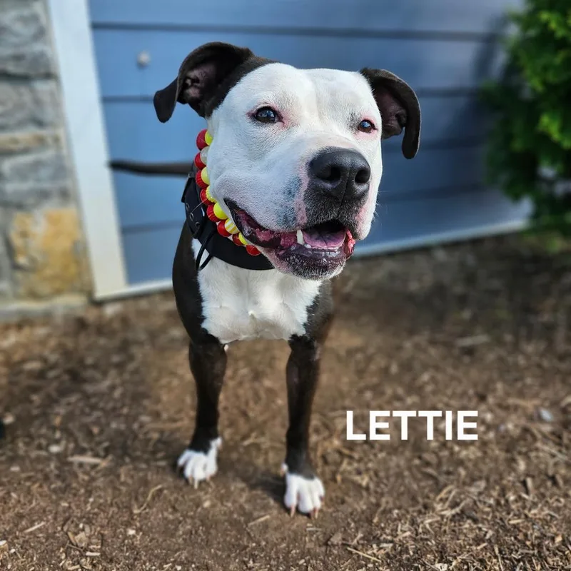 An adult large-sized female Pit Bull Terrier dog named Lettie for adoption in Madisonville, TN