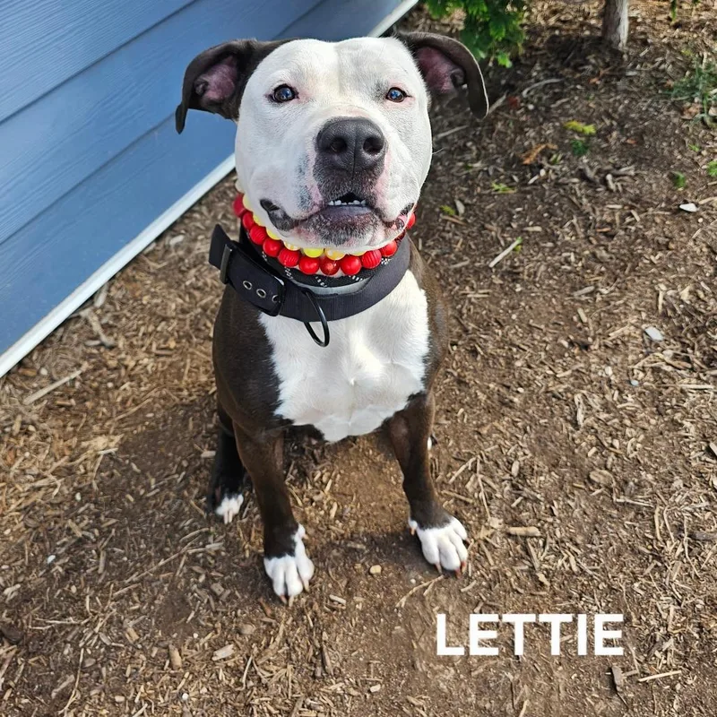 Lettie thumbnail 2