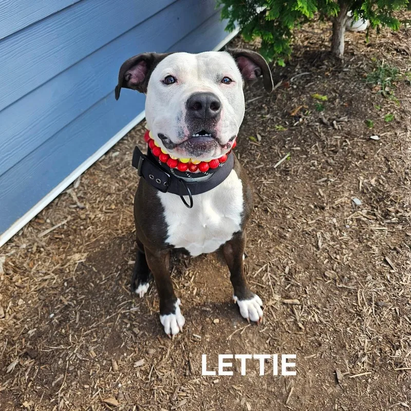 Lettie thumbnail 4