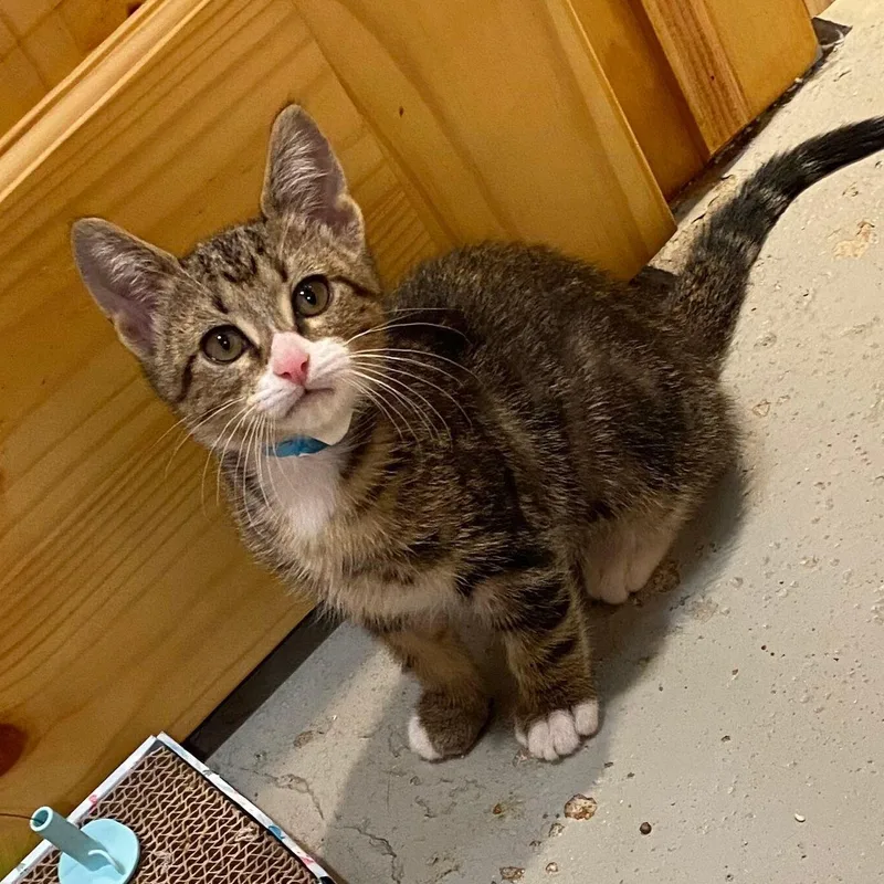 A baby medium-sized male Tabby (Brown / Chocolate) Domestic Short Hair cat named Brooks for adoption in Jamestown, ND