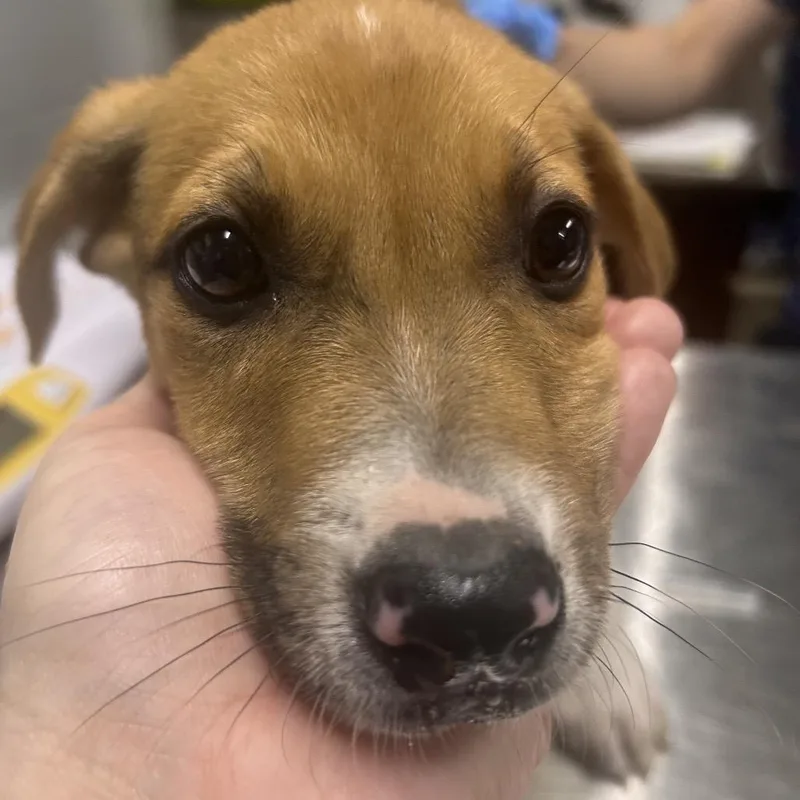 A baby small-sized female Gray / Blue / Silver Mixed Breed dog named Graham Cracker for adoption in Summerville, SC