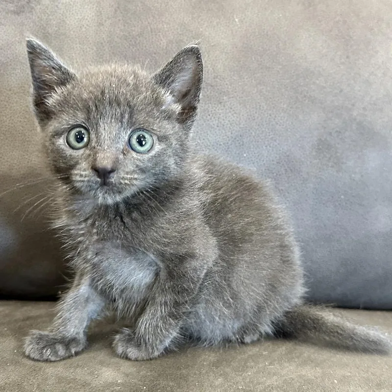 A baby small-sized male Gray / Blue / Silver Domestic Short Hair cat named Jeepers for adoption in Westminster, CA