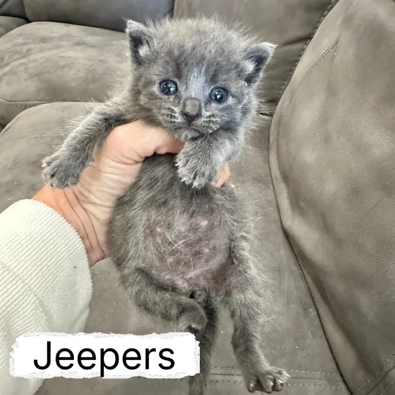 Jeepers thumbnail 2