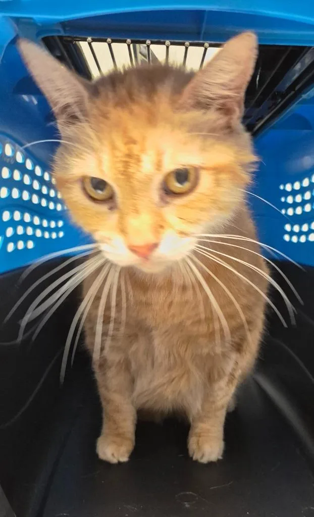 A senior medium-sized male Domestic Short Hair cat named Little Bitty for adoption in Christiansburg, VA
