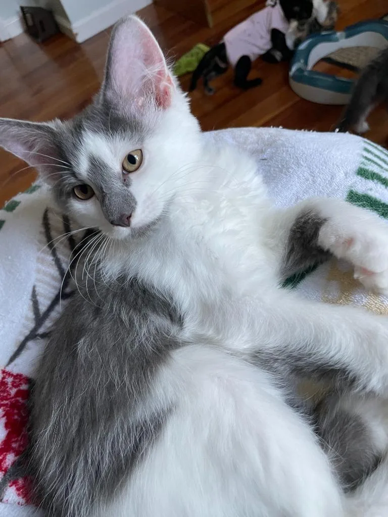 A baby medium-sized male Domestic Long Hair cat named Roman for adoption in Youngsville, NC
