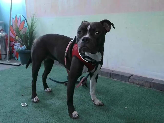 A young medium-sized female Boxer dog named Lilly for adoption in Baldwin Park, CA