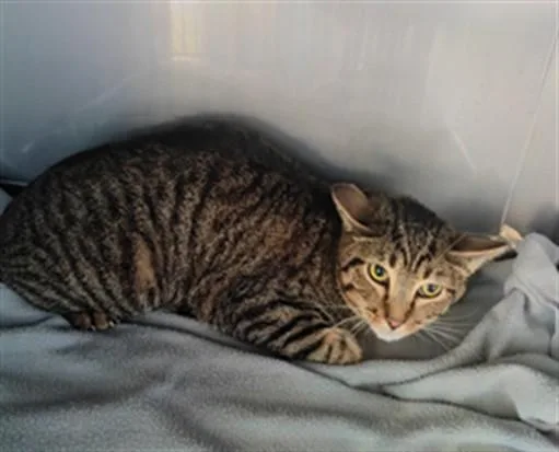 A young medium-sized male Domestic Short Hair cat named Pika for adoption in Baldwin Park, CA