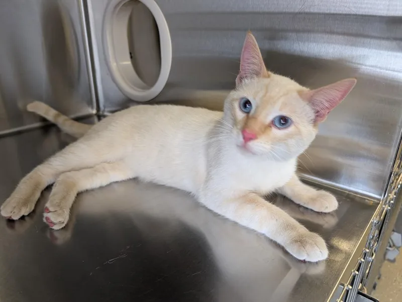 A young medium-sized male Domestic Short Hair cat named Creamsicle for adoption in Havre, MT
