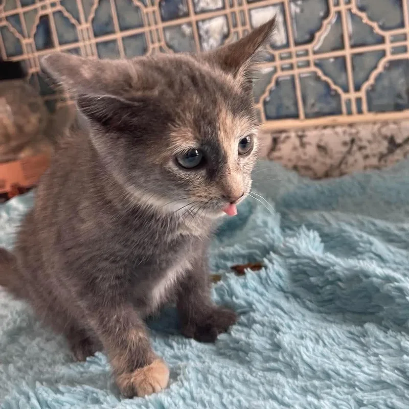 Mochi thumbnail 2
