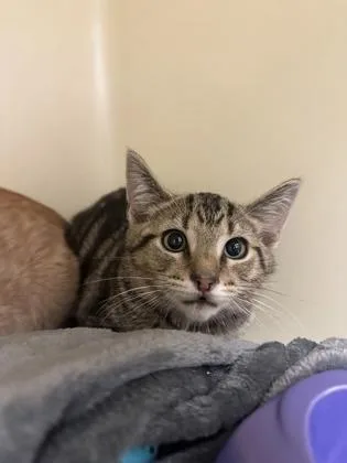 A young small-sized male Domestic Short Hair cat named Cayenne for adoption in King William, VA