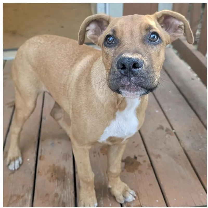 A baby medium-sized male Golden Mixed Breed dog named Stanley for adoption in Brewton, AL