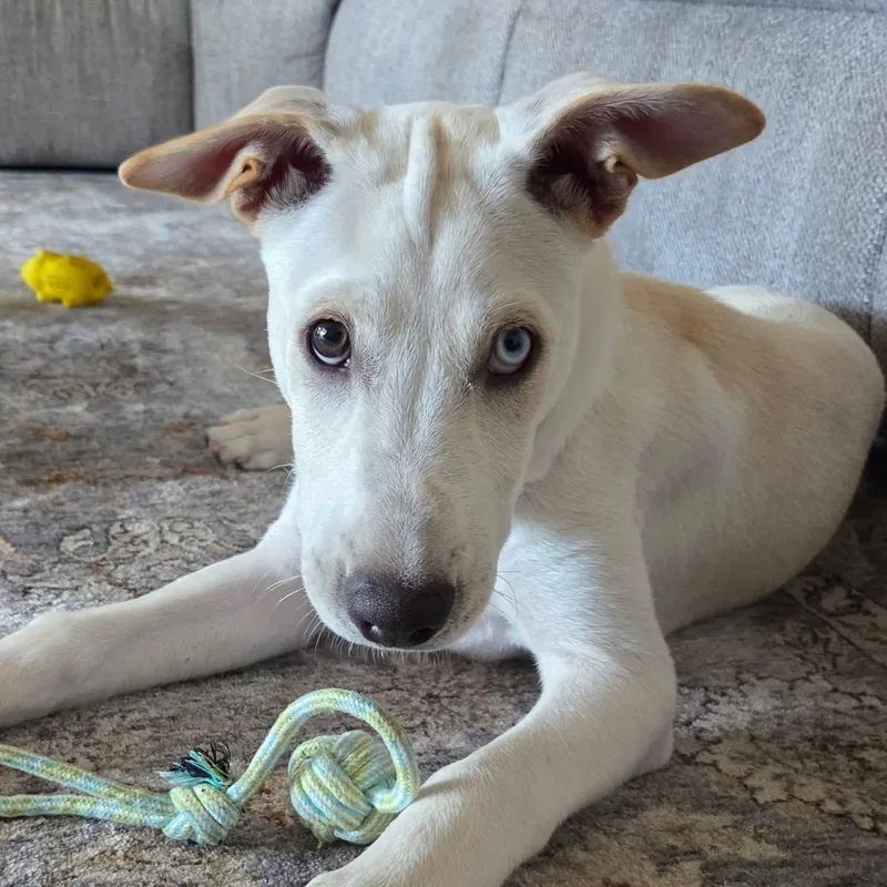 A baby large-sized male White / Cream Husky dog named River for adoption in Collingswood, NJ