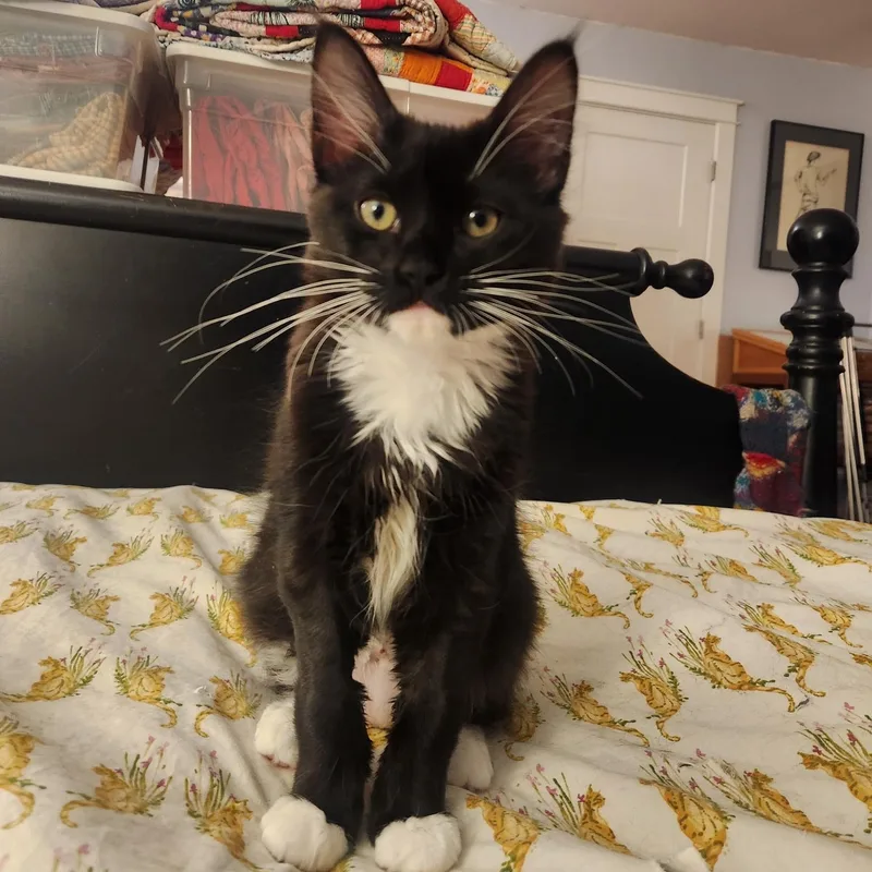 A young medium-sized female Black & White / Tuxedo Domestic Medium Hair cat named Gertiekm for adoption in Burlington, WA