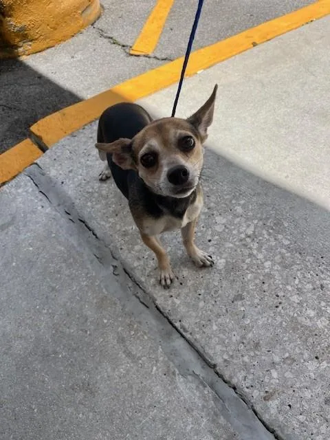 An adult small-sized female Rat Terrier dog named Negrita for adoption in Miami, FL