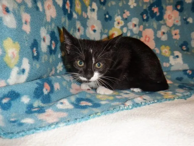 A baby small-sized male Domestic Short Hair cat named Theodore for adoption in San Jose, CA
