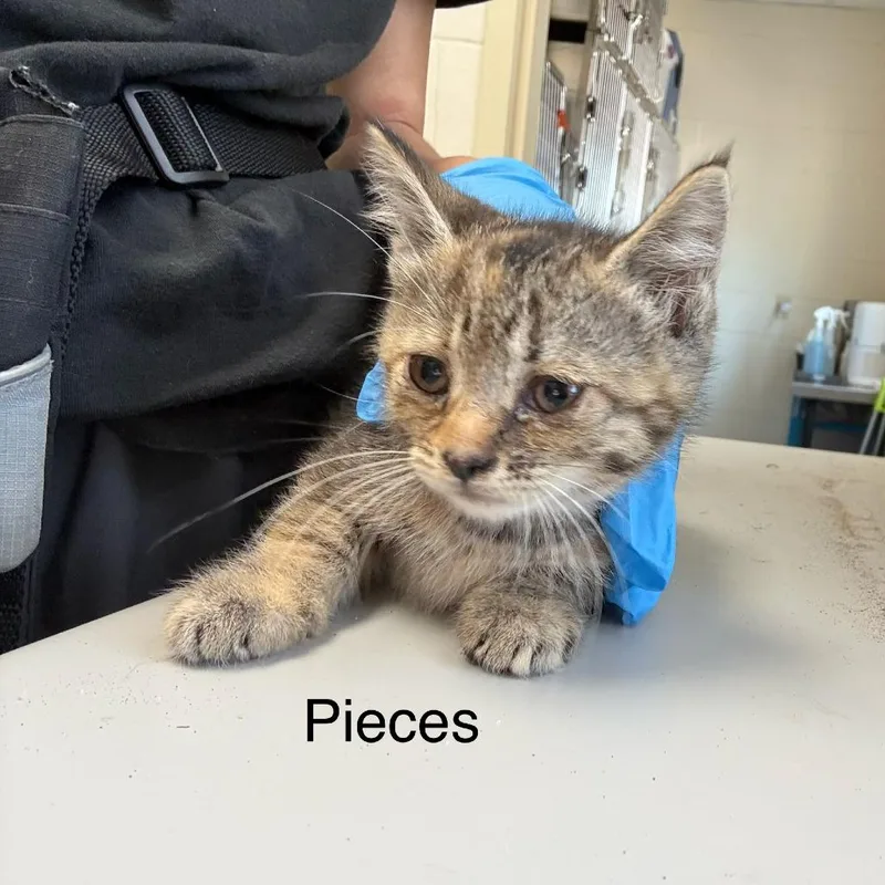 A baby small-sized female Gray / Blue / Silver Domestic Short Hair cat named Pisces for adoption in Windsor, VA