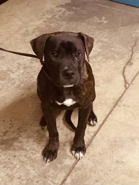 A young medium-sized male Brindle Pit Bull Terrier dog named Billy Squier for adoption in Mansfield, OH