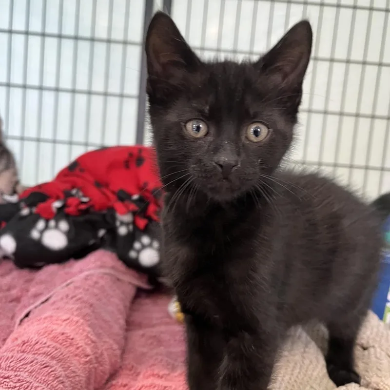 A baby small-sized male Black Domestic Short Hair cat named Peter for adoption in Long Beach, CA
