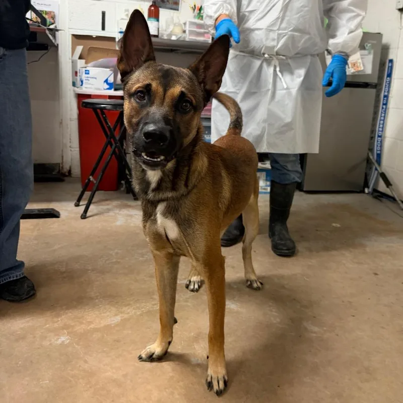 An adult medium-sized male Brown / Chocolate German Shepherd Dog dog named Luca for adoption in Edinburg, TX