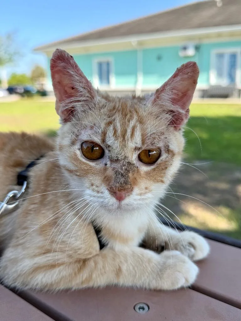 A baby small-sized male Domestic Short Hair cat named Kitkat for adoption in Cape Coral, FL