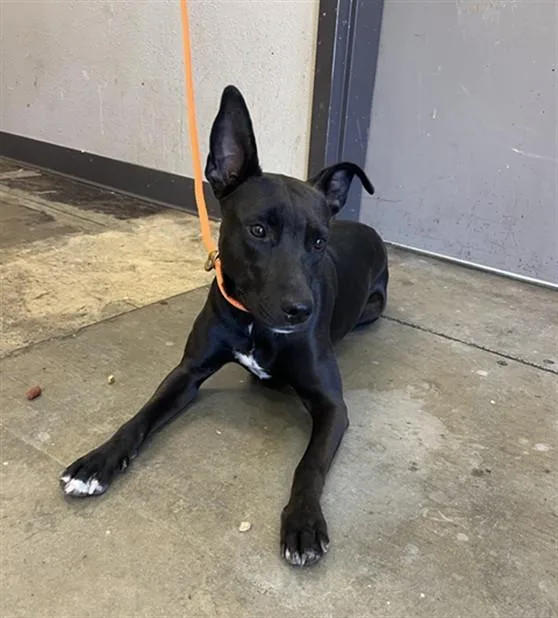 A young medium-sized female Pit Bull Terrier dog named Nala for adoption in Ontario, CA
