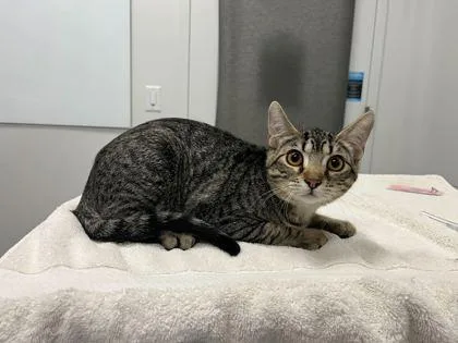 A baby small-sized male Brown / Chocolate Domestic Short Hair cat named But There's Going To for adoption in Kansas City, MO