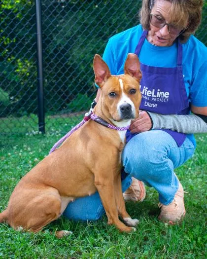 An adult medium-sized female Mixed Breed dog named Margaret for adoption in Chamblee, GA