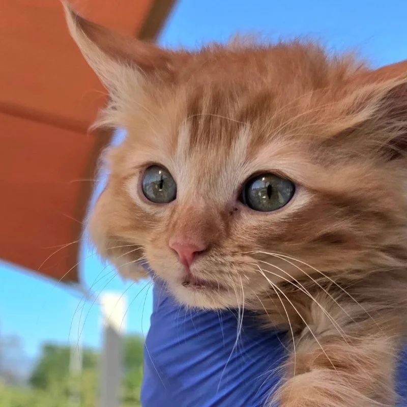 Macaroni thumbnail 2