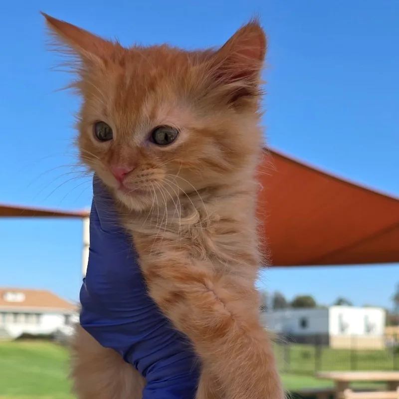 Macaroni thumbnail 3