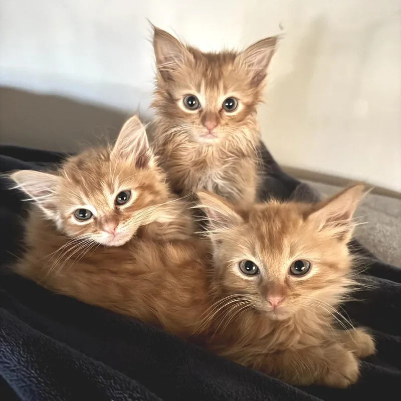 Macaroni thumbnail 4