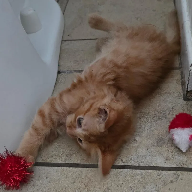 Macaroni thumbnail 5