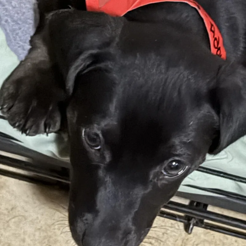 A baby small-sized female Black Dachshund dog named Craizy for adoption in Phoenix, AZ