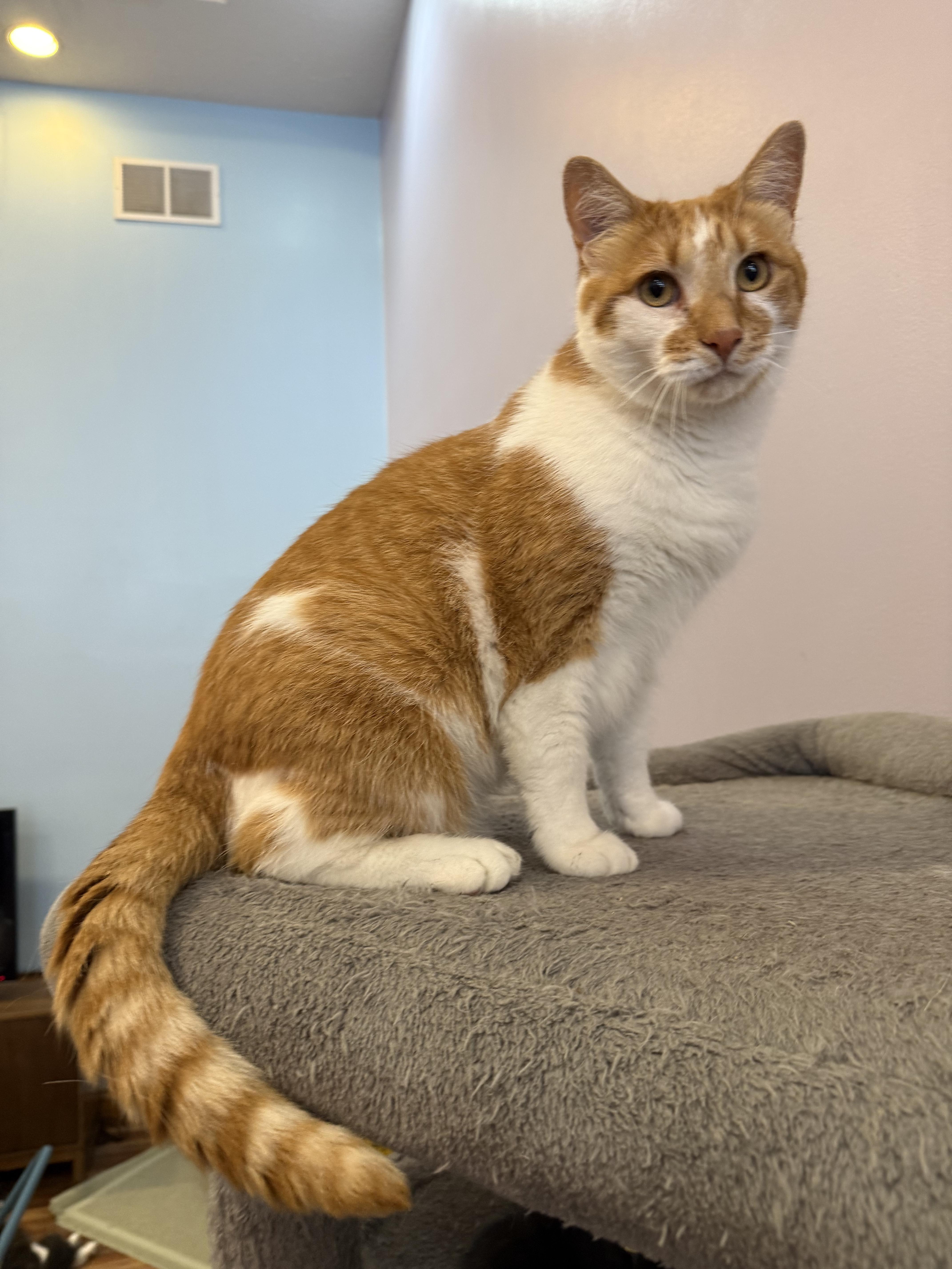 An adult medium-sized male Domestic Short Hair cat named Ducky for adoption in West Lafayette, IN